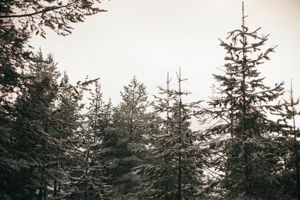 Petaejaekylae Villa Kuusamo Cameră foto